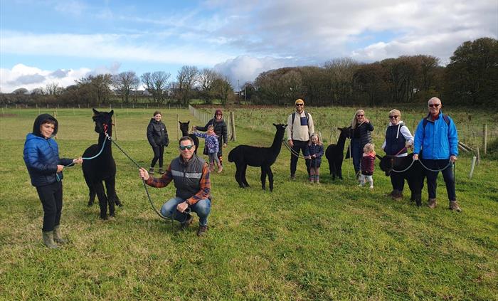 Alpaca Walking at Sweet Home Alpaca